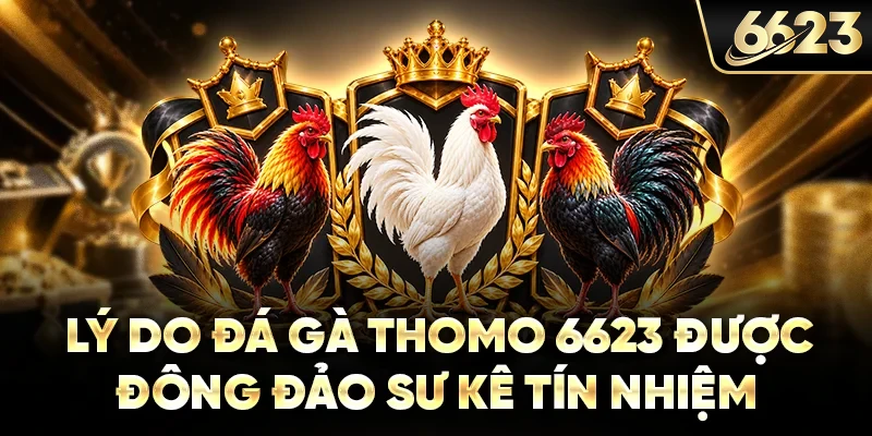 Lý do đá gà Thomo 6623 được đông đảo sư kê tín nhiệm